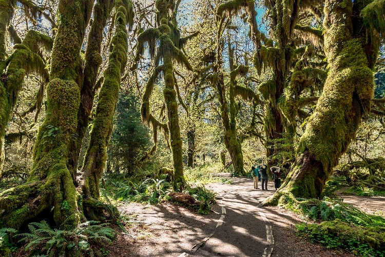 People looking up at the mossy trees in a thick rainforest